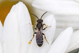 Image of Orange-legged furrow bee