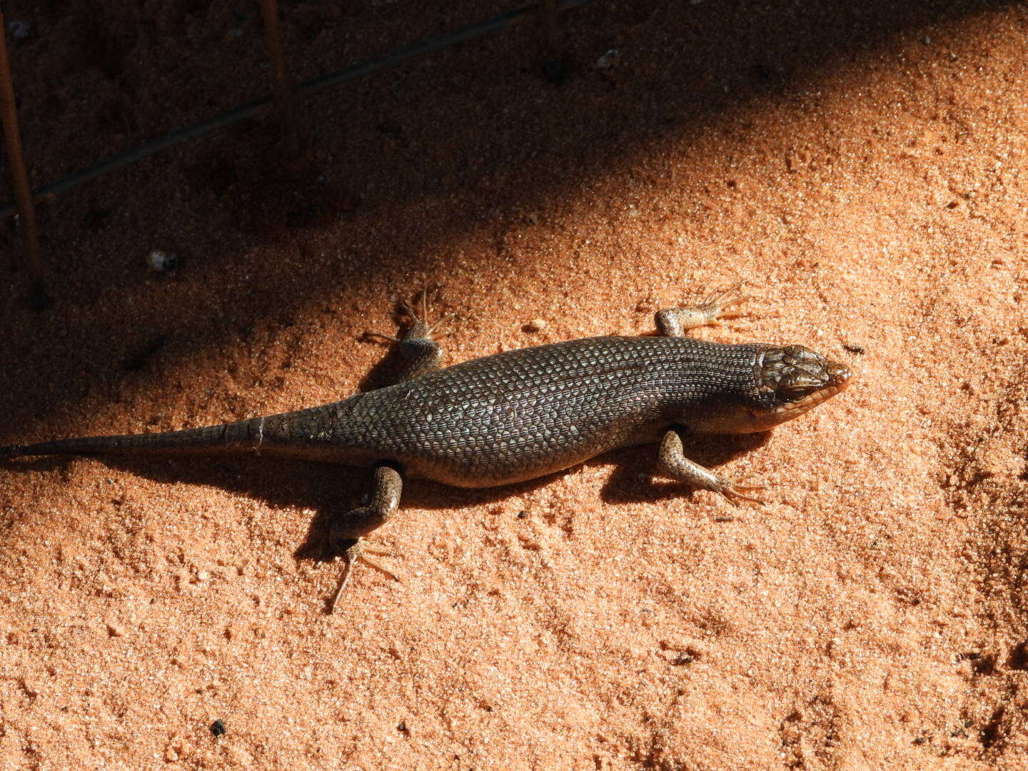 Image de Trachylepis sparsa (Mertens 1954)