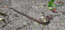 صورة Bothrops jararacussu Lacerda 1884