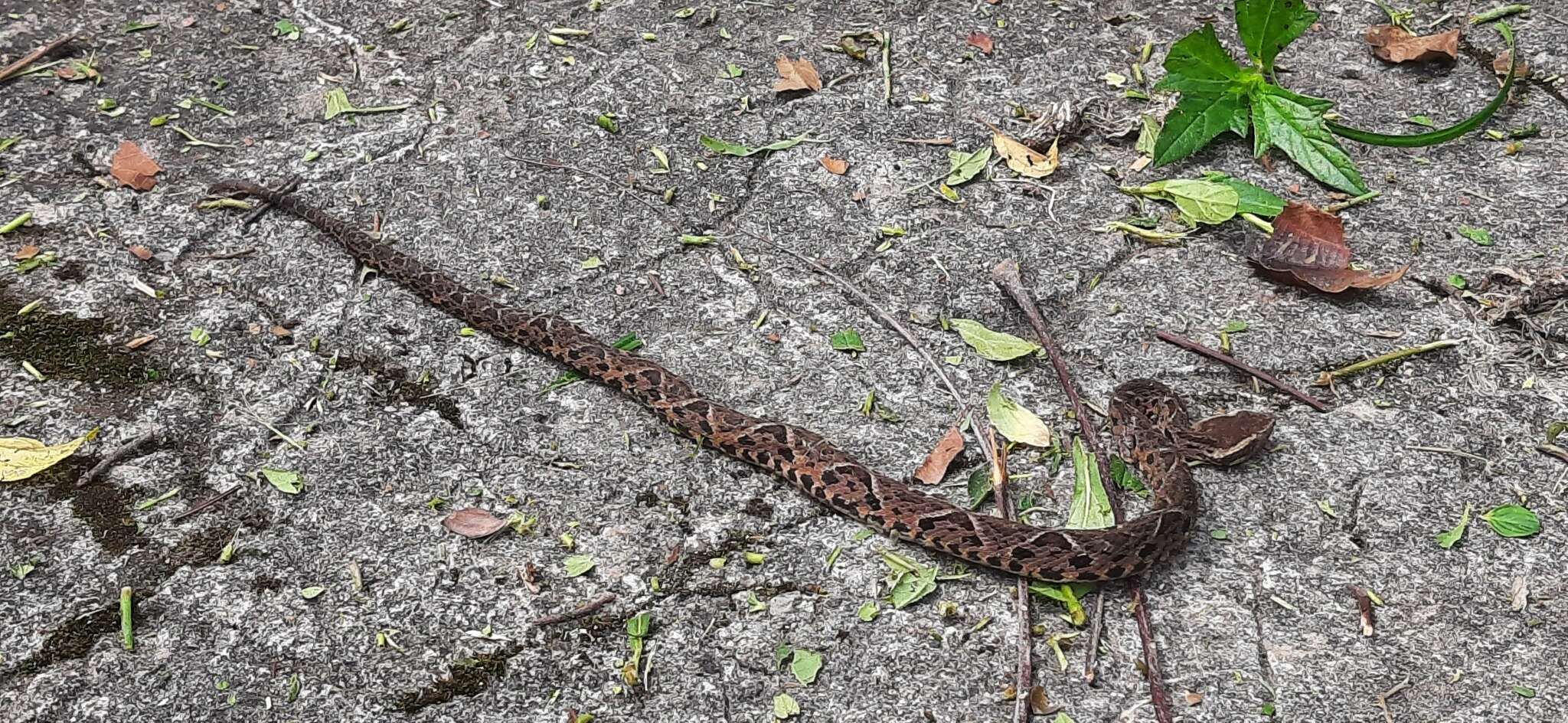 صورة Bothrops jararacussu Lacerda 1884