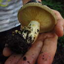 Image of Lactarius subpalustris Hesler & A. H. Sm. 1979