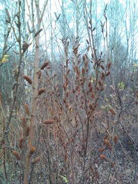 Image of Shrubby Birch