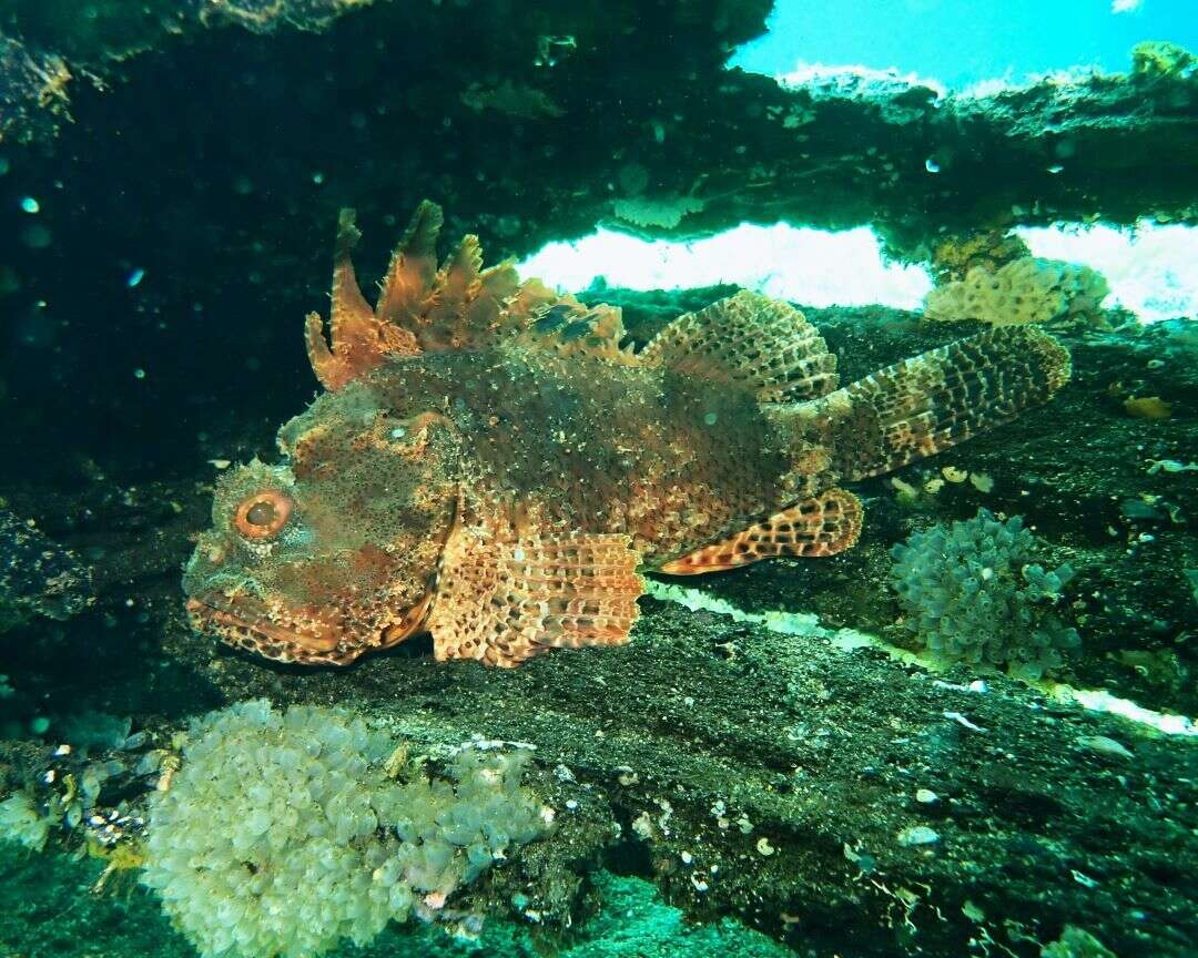 Image of Western red rockcod