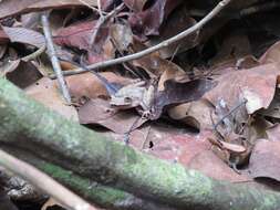 Image of Caracas Snouted Treefrog