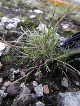 Image of sixweeks muhly