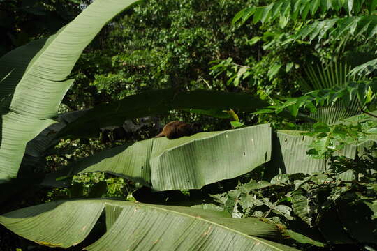 Image of Graells's tamarin