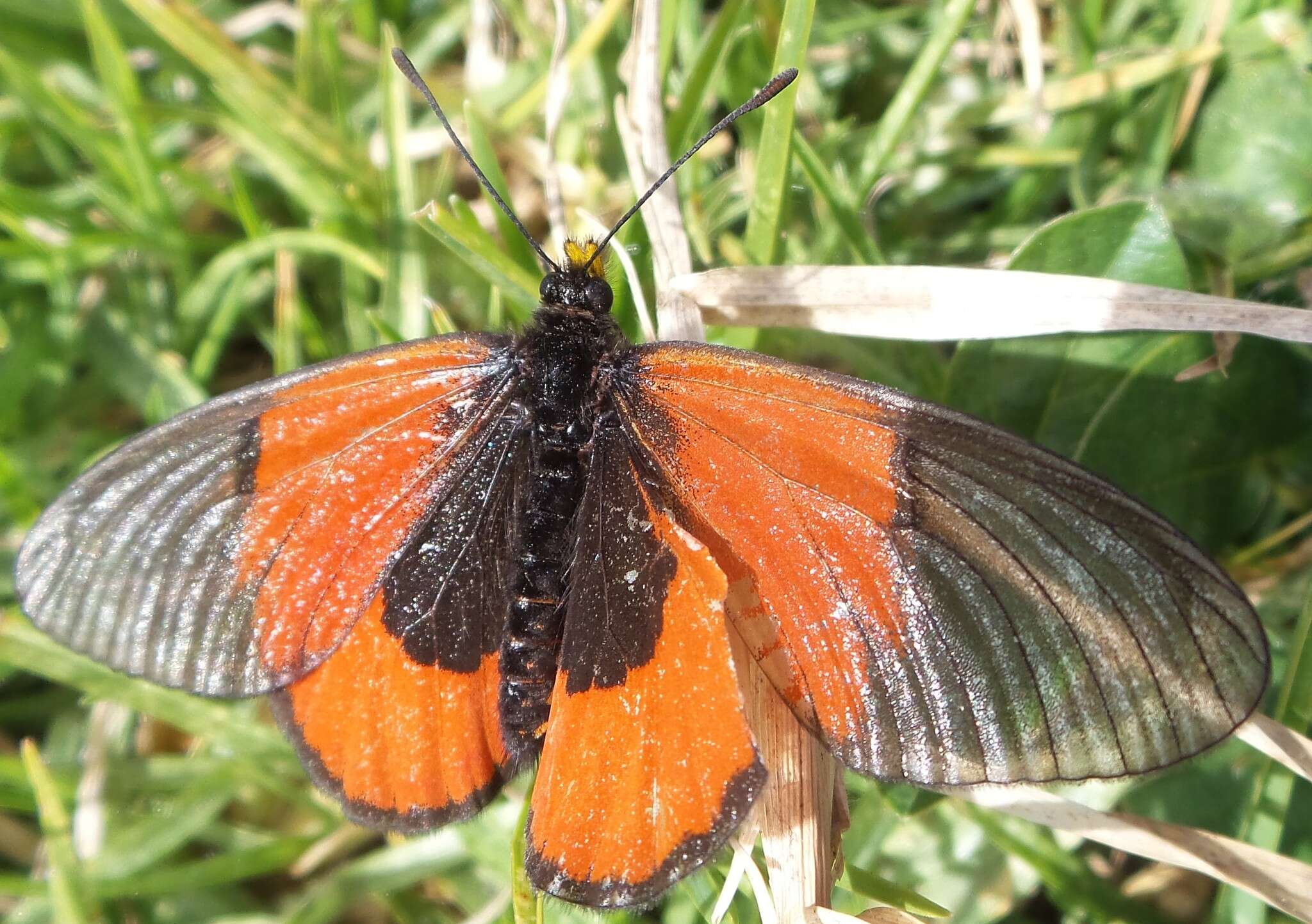 Image of <i>Acraea <i>insignis</i></i> insignis