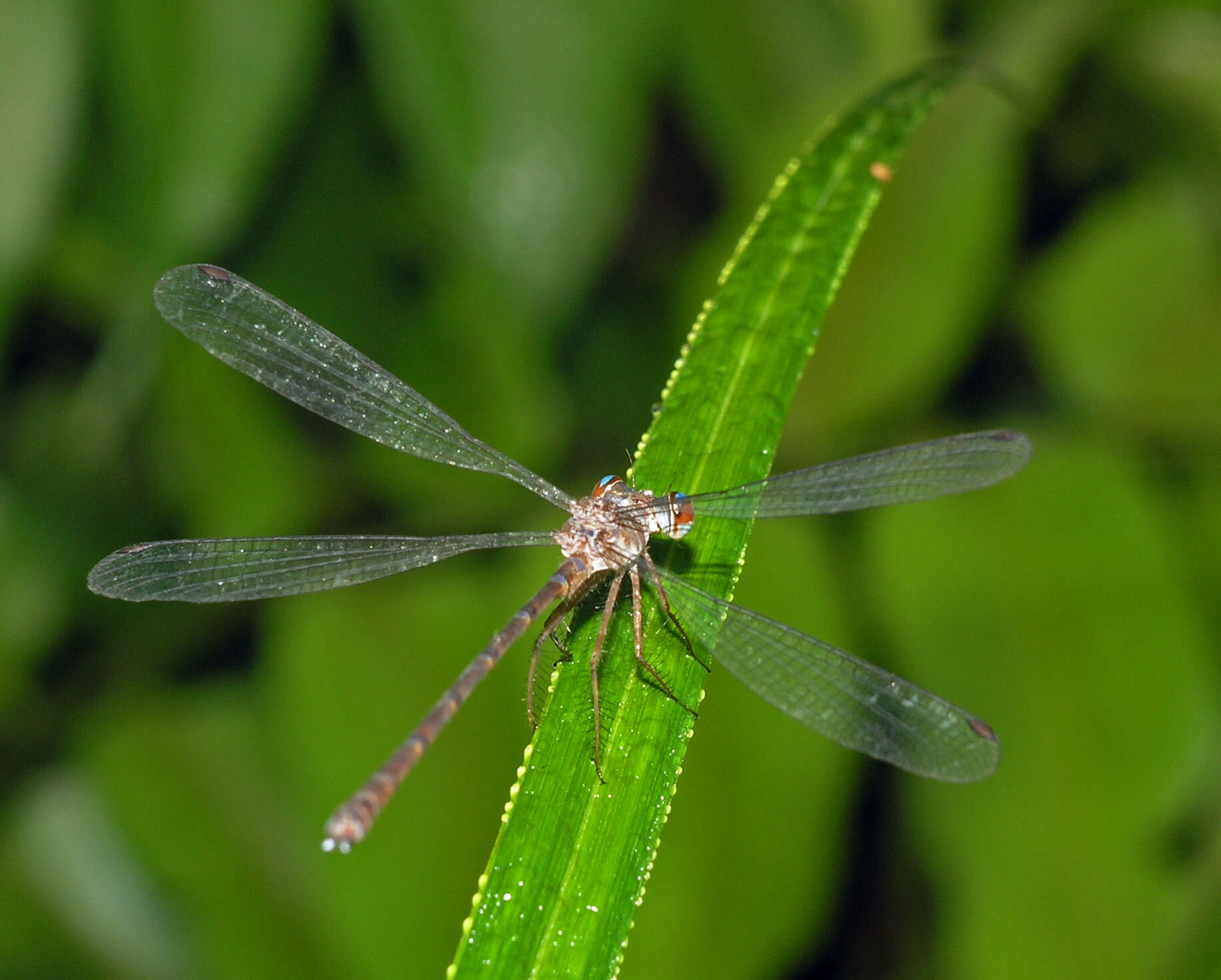 Image of Podolestes coomansi Lieftinck 1940