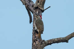 Image of Speckle-throated Woodpecker