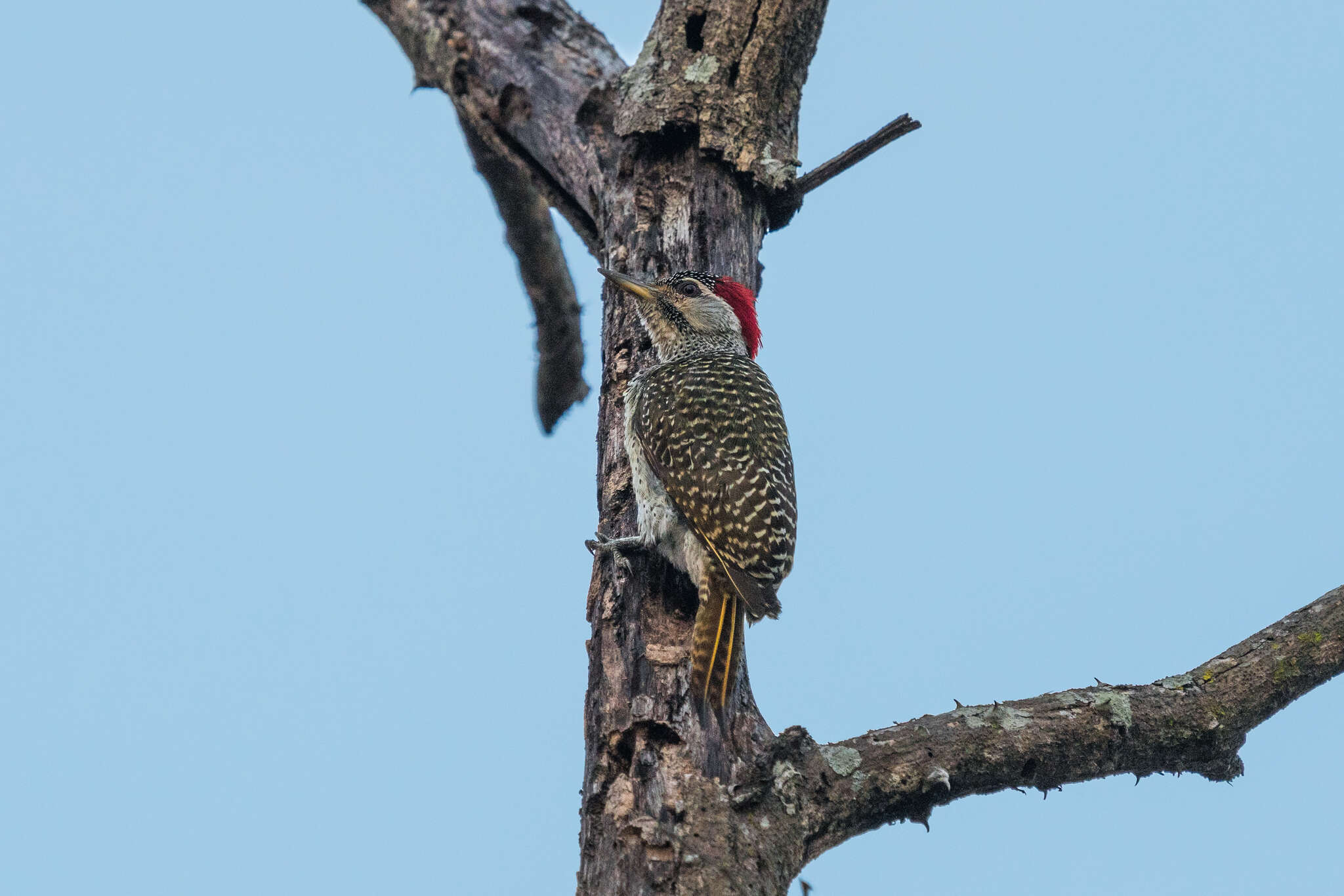 Image of Speckle-throated Woodpecker