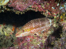 Image of Ringtail maori wrasse