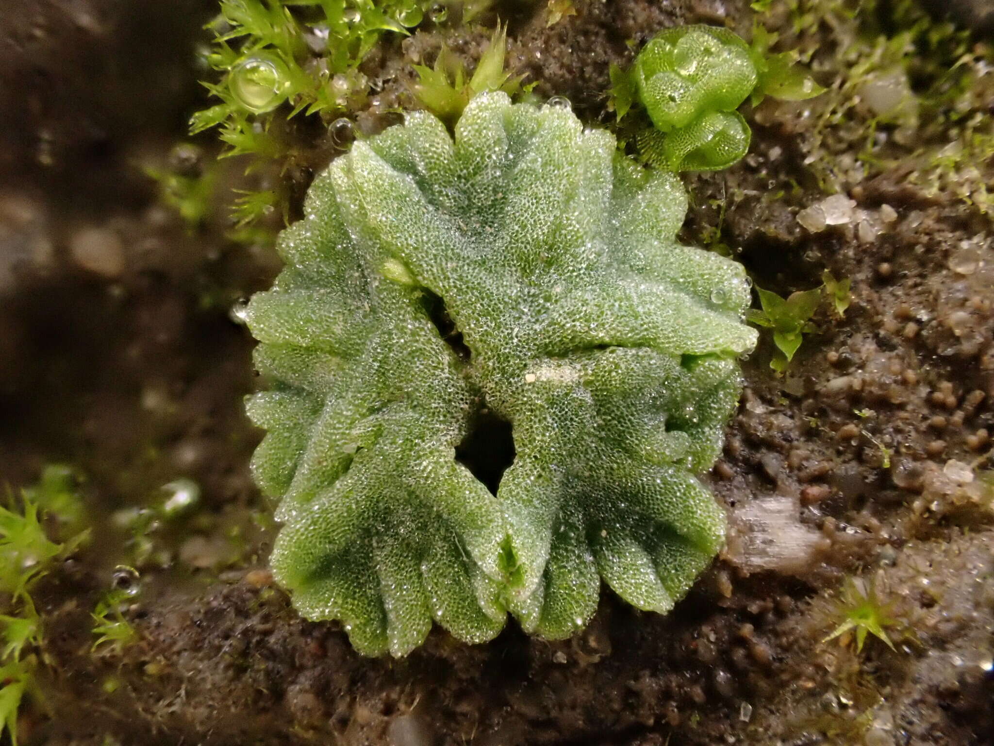 Image of Riccia glauca L.