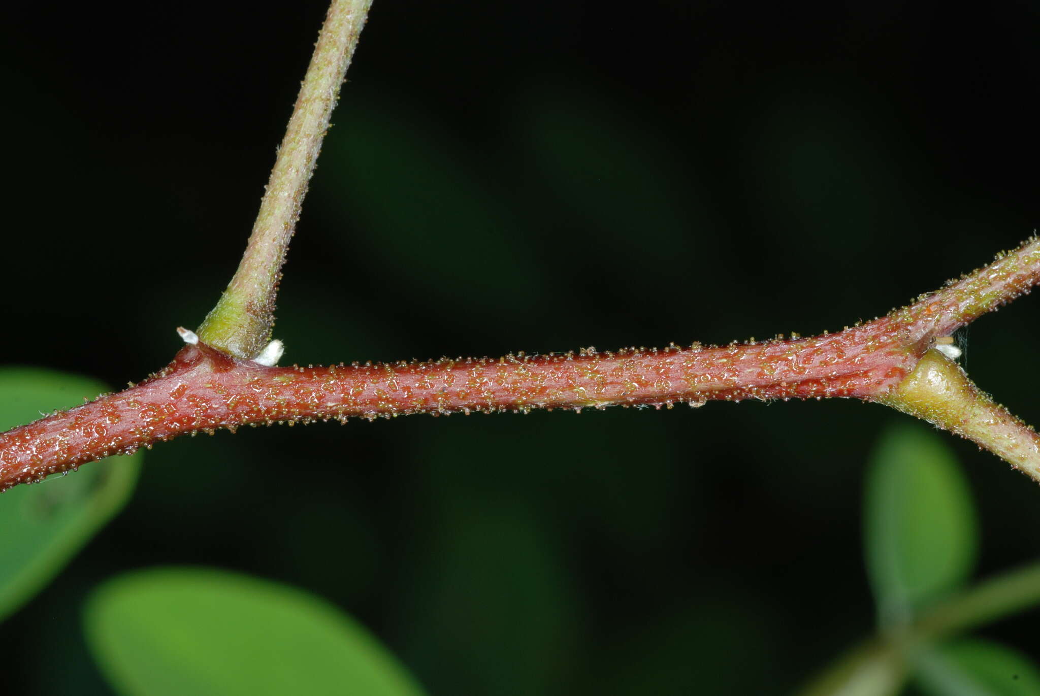 Image of clammy locust