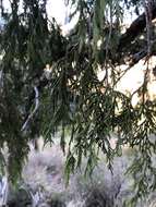 Image of Drooping Juniper