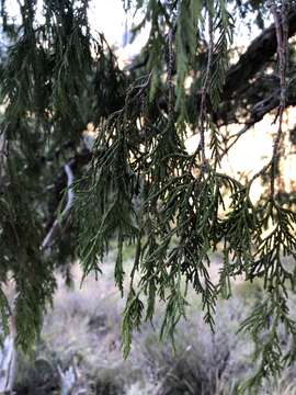 Image of Drooping Juniper