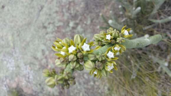 Image of Cynanchum perrieri Choux