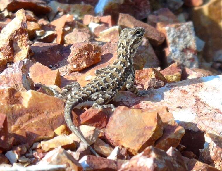 Image of Elegant Earless Lizard