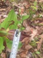 Imagem de Cypripedium parviflorum var. parviflorum