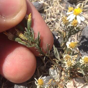 Image of Sonoran pricklyleaf