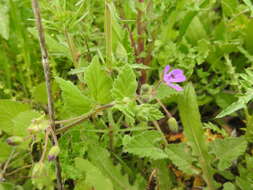 Imagem de Erodium malacoides (L.) L'Her.