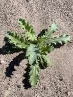 Image of Mojave pricklypoppy