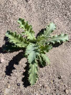 Image of Mojave pricklypoppy