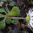 Image de Bellis annua subsp. annua
