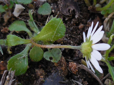 Image of Bellis annua subsp. annua