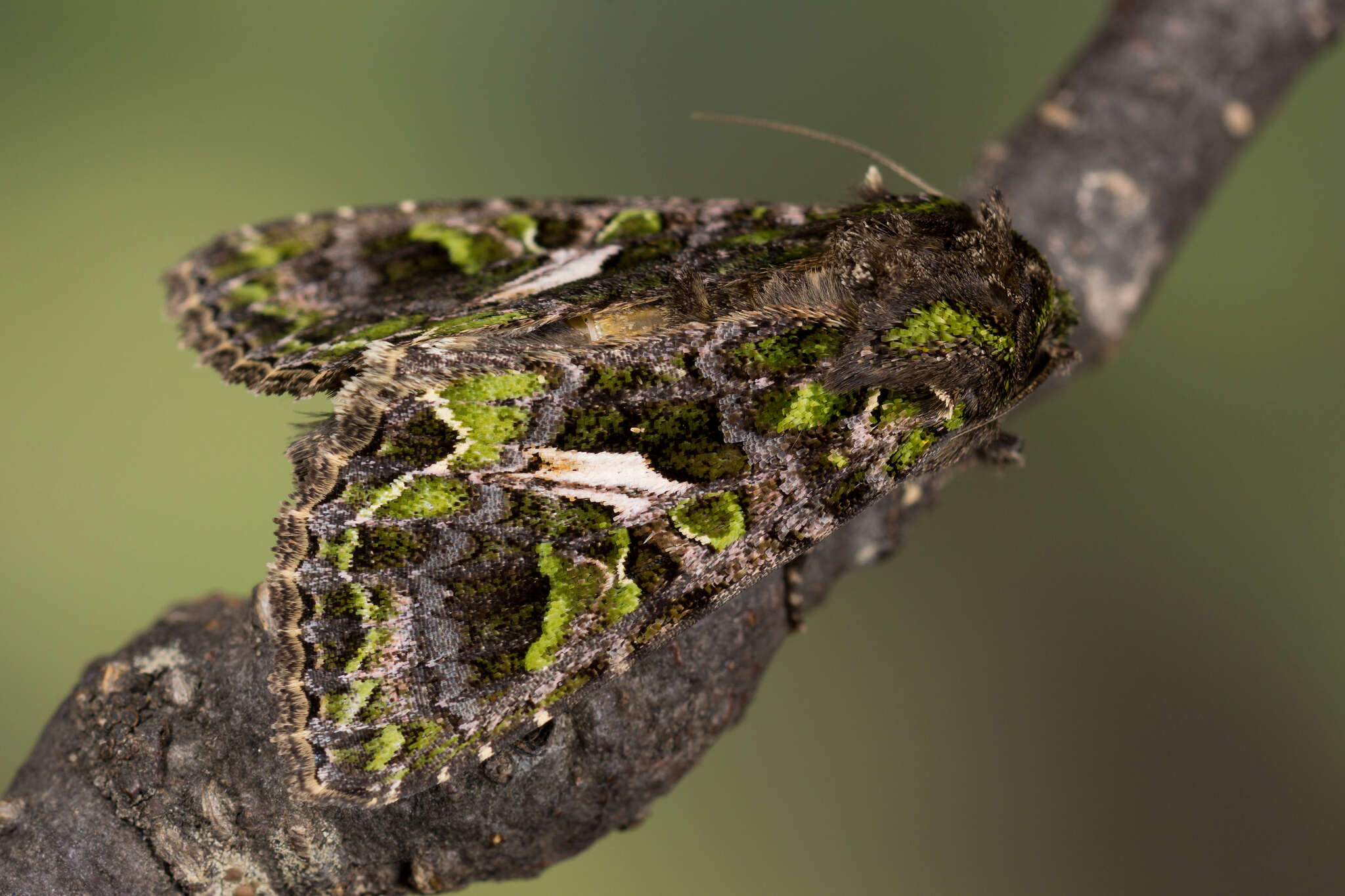 Image of orache moth