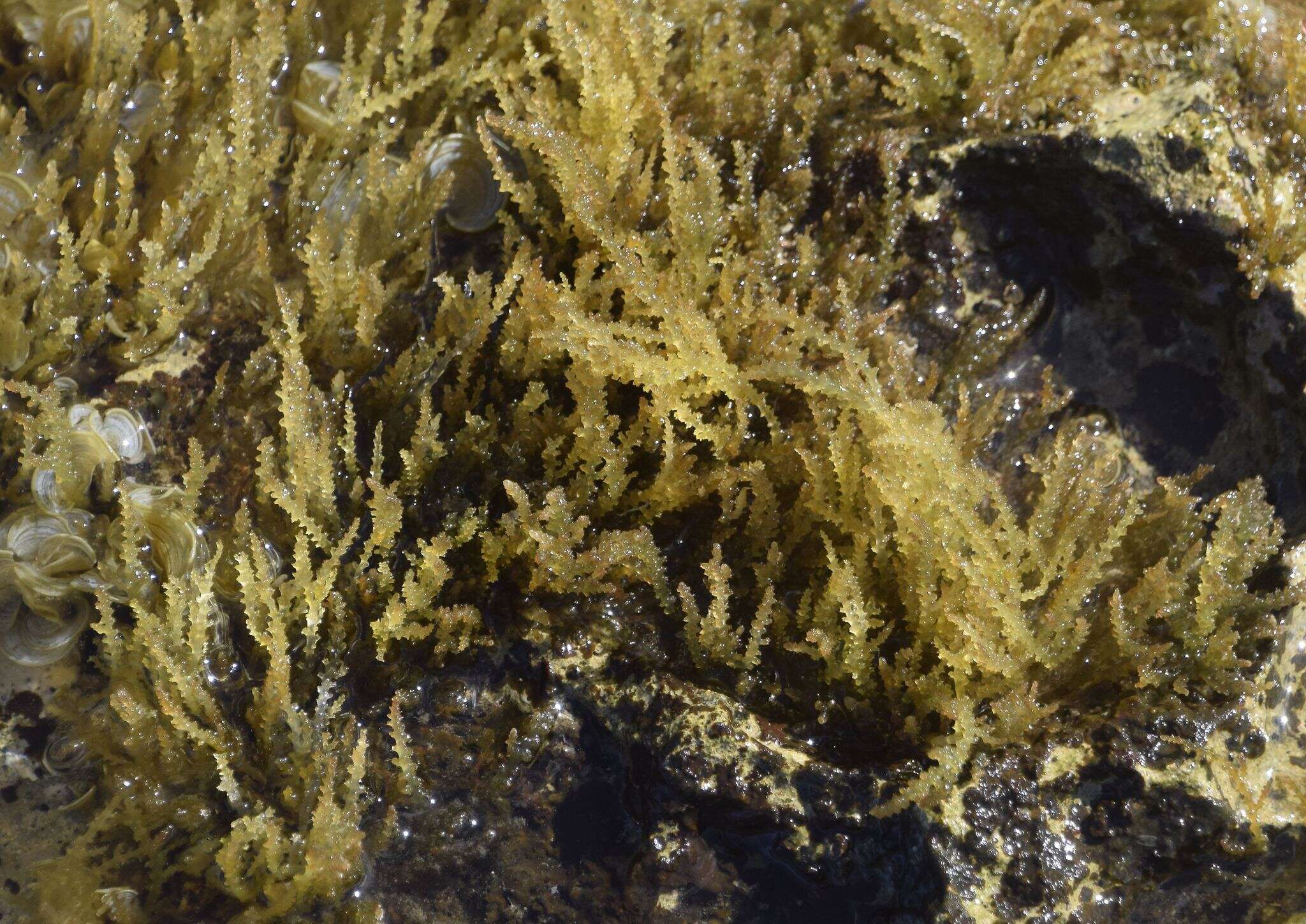 Image of Red algae