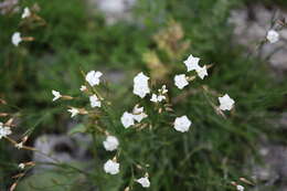 Слика од Dianthus cretaceus Adams