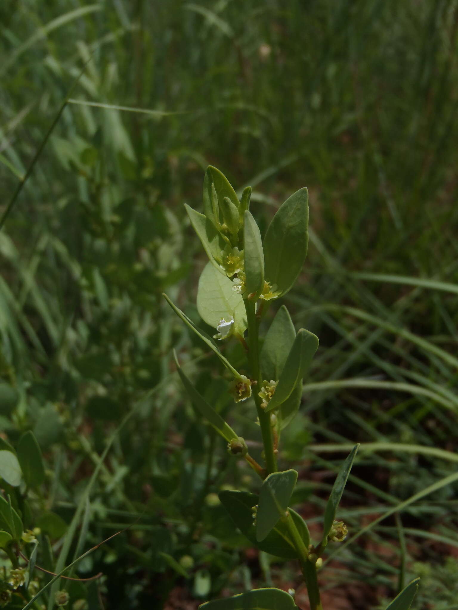 Image of Clutia pulchella var. pulchella