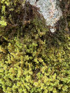 Image of elongate racomitrium moss