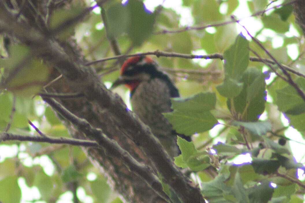 Image of Red-naped Sapsucker