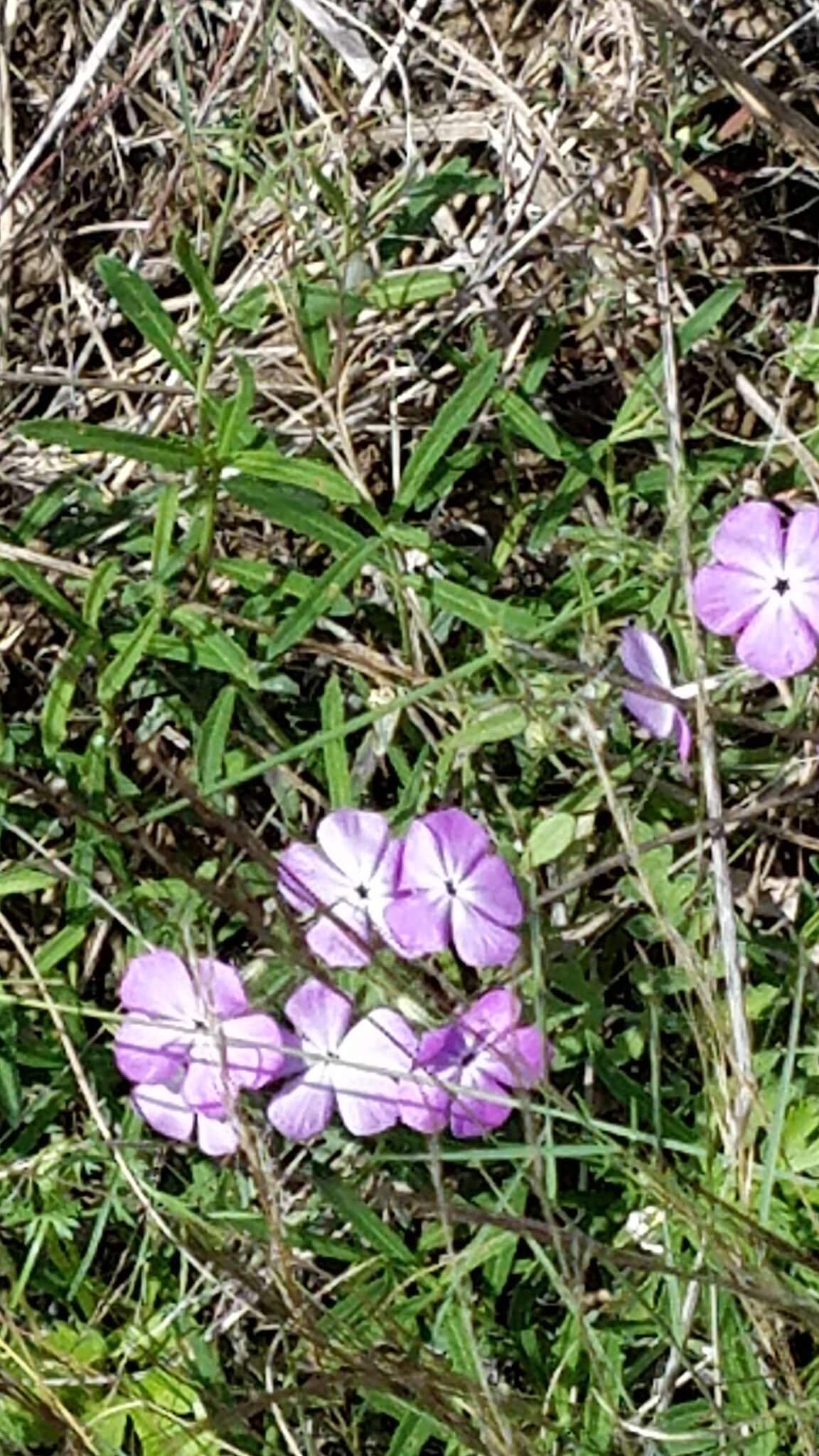 Imagem de Phlox glabriflora (Brand) Whitehouse