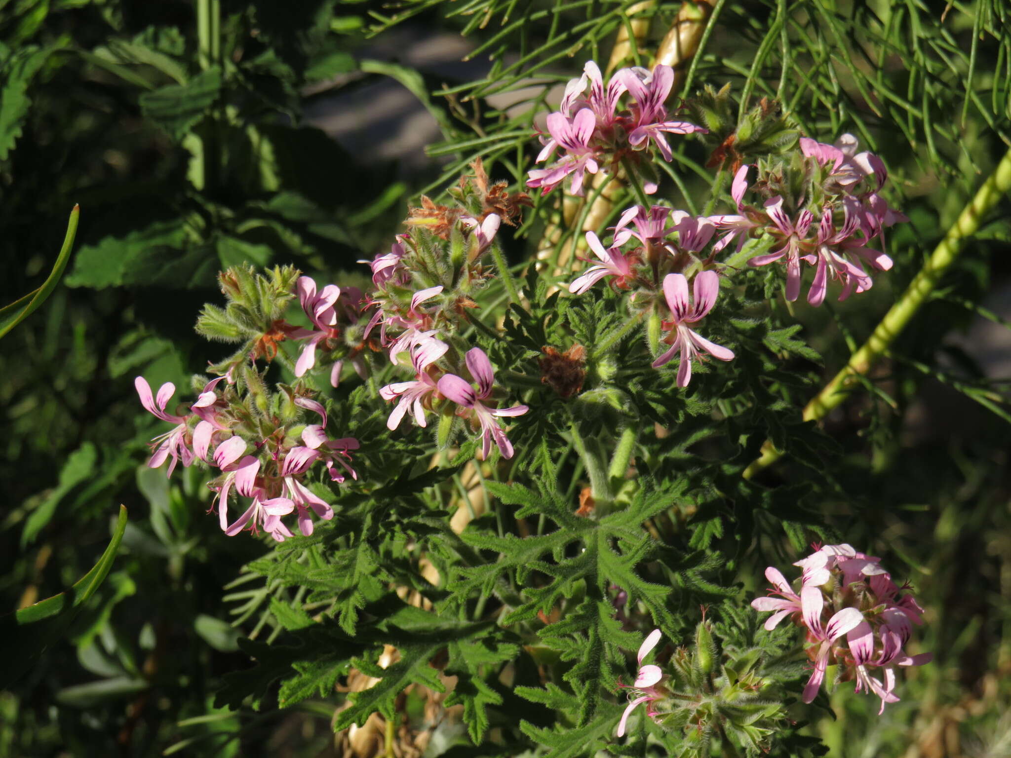 Image of sweet scented geranium