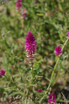 Image of Hermbstaedtia fleckii (Schinz) Bak. & C. B. Cl.