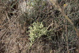 Image of Asparagus aphyllus subsp. orientalis (Baker) P. H. Davis