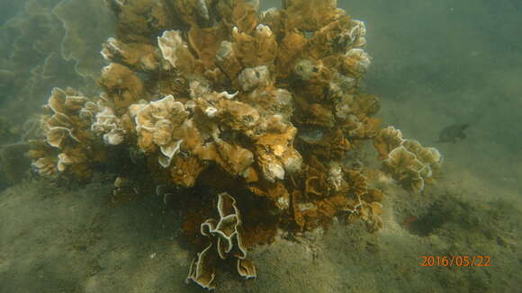 Image of Box Fire Coral