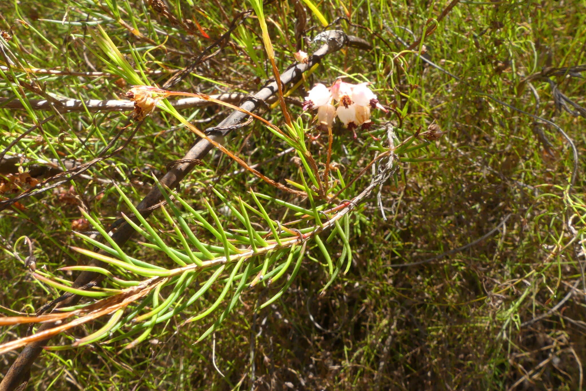 Image of Erica polifolia Salisb. ex Benth.