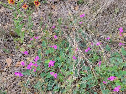 Image of Edwards Plateau hoarypea