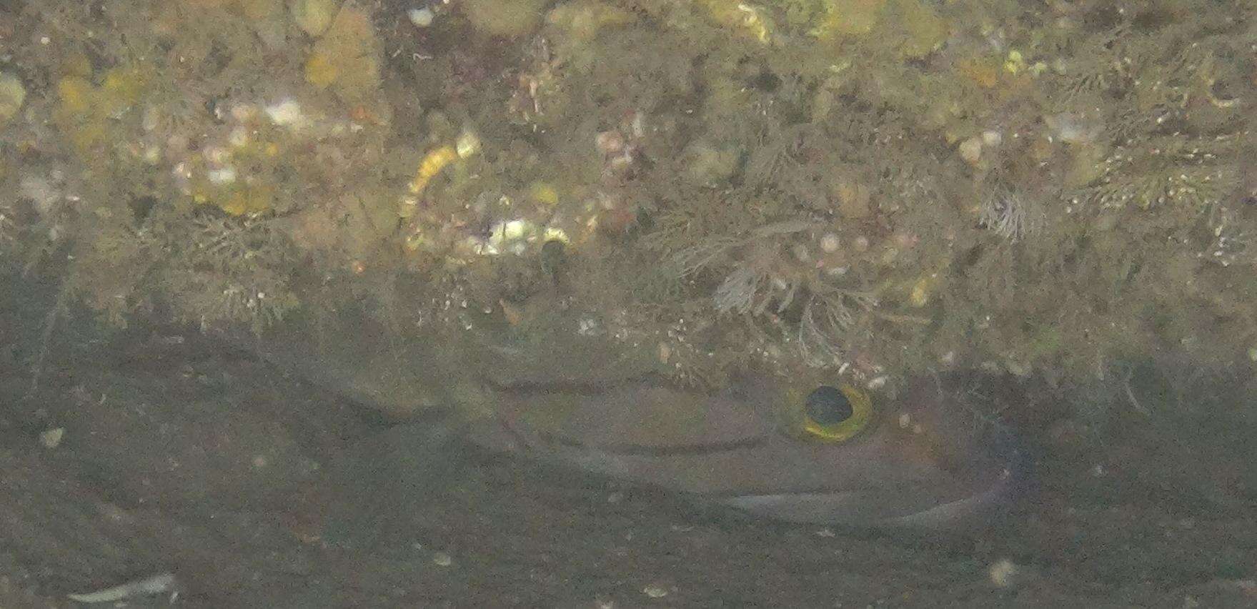 Image of Brown-spotted Rockcod