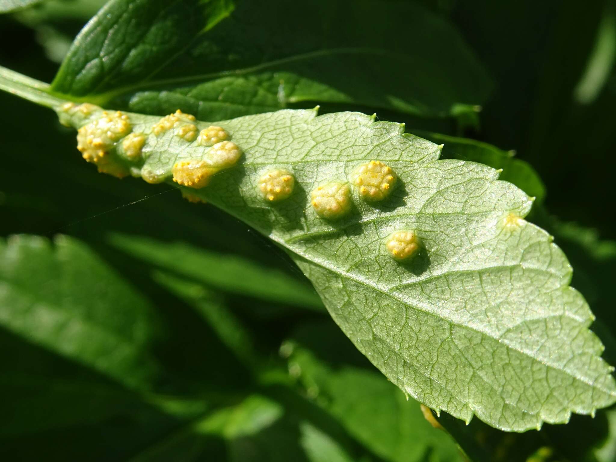 Imagem de Puccinia smyrnii Biv. 1816