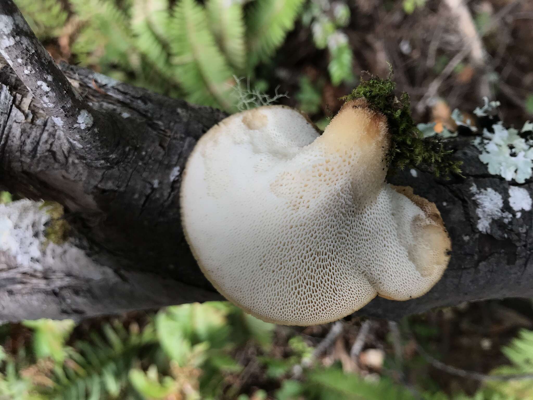 Imagem de Polyporus tuberaster (Jacq. ex Pers.) Fr. 1821