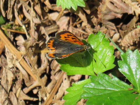 Lycaena phlaeas phlaeoides (Staudinger 1901) resmi