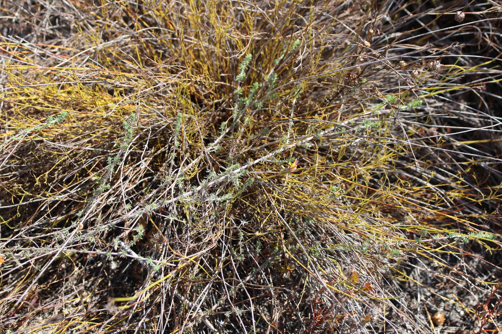 Слика од Aspalathus retroflexa subsp. bicolor (Eckl. & Zeyh.) R. Dahlgren