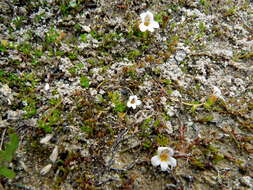 Imagem de Euphrasia repens Hook. fil.