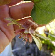 Imagem de Passiflora rubra L.