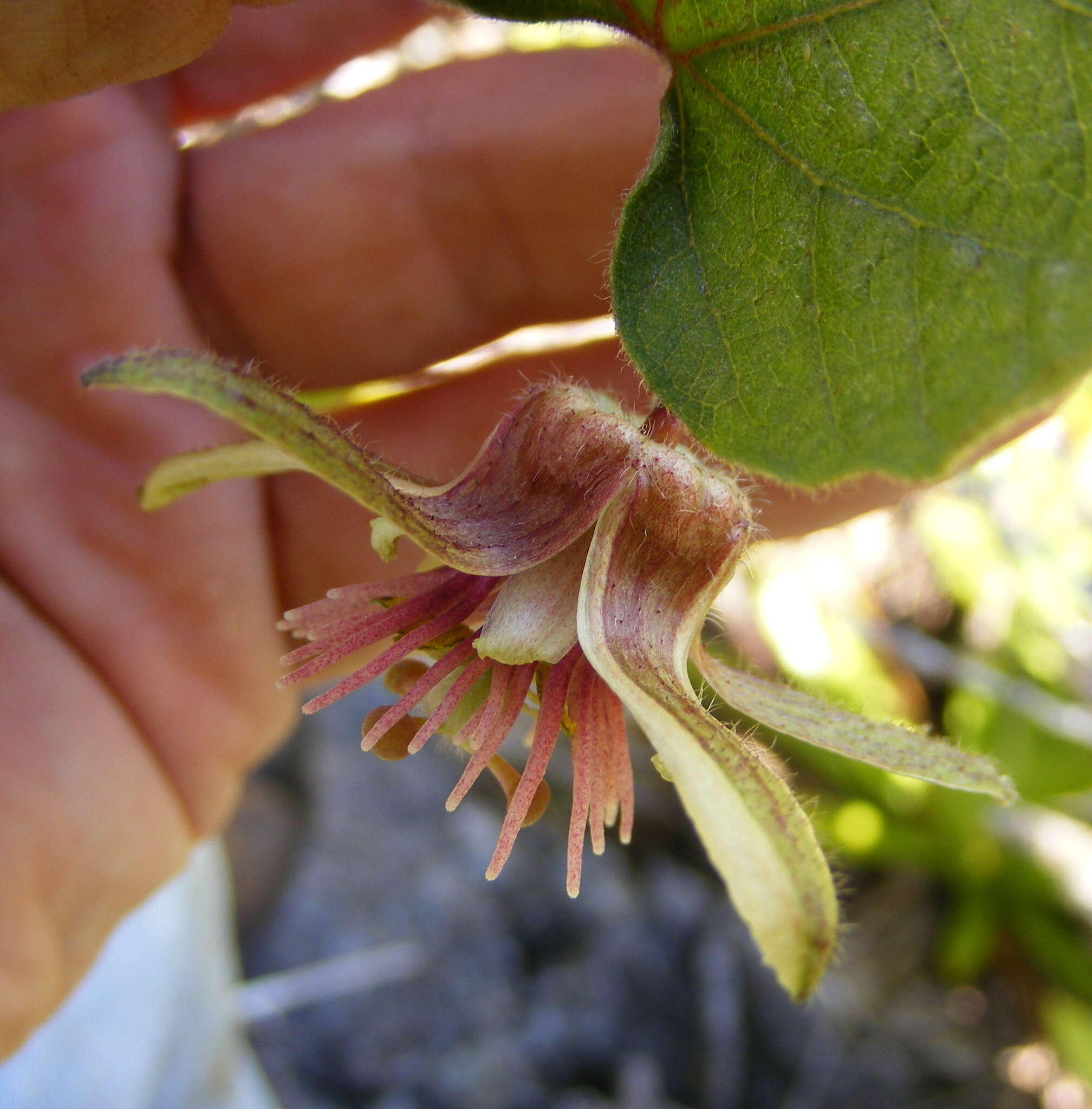 Image de Passiflora rubra L.