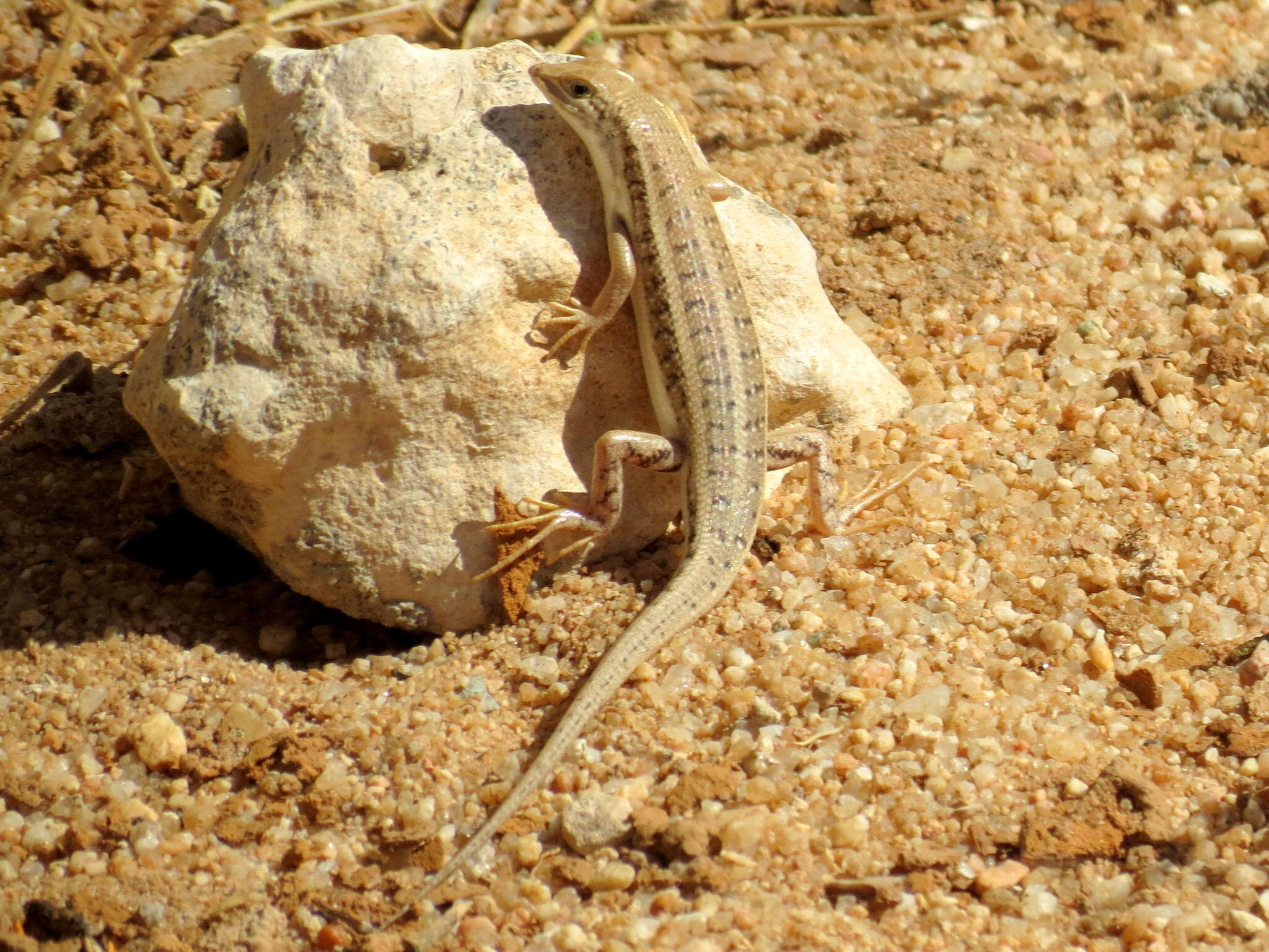 Image de Trachylepis acutilabris (Peters 1862)